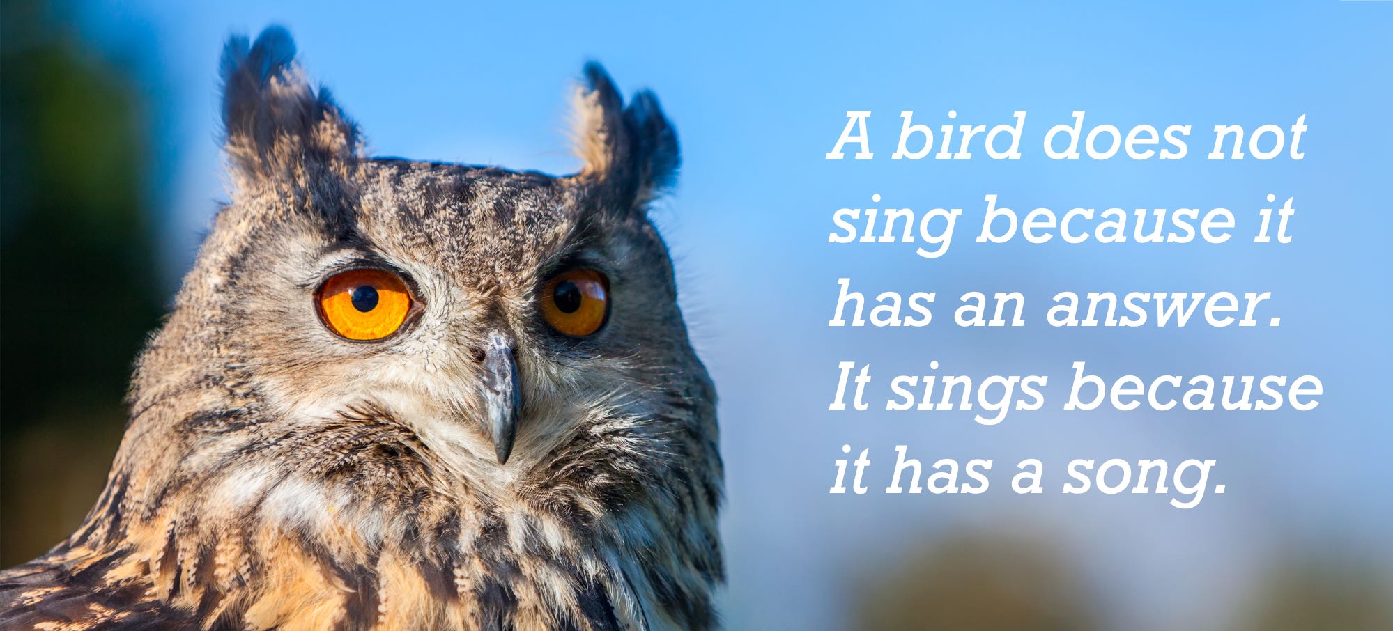 A bird sings a song 2.jpg